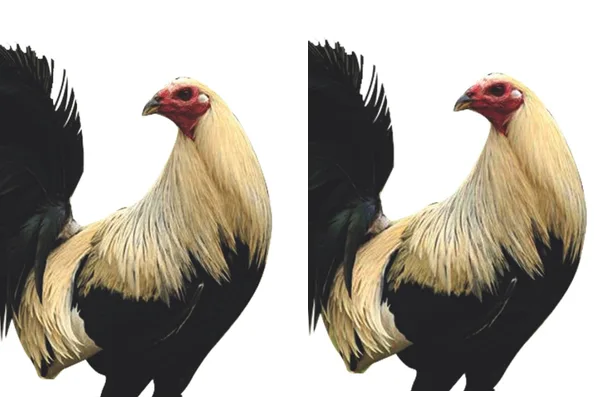 KING ROOSTER DESIGN