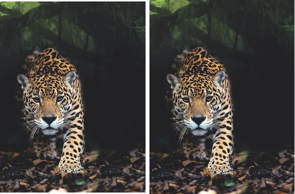 LEOPARDO DESIGN