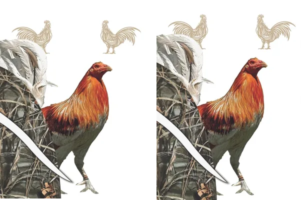 ROOSTER DESIGN II