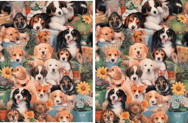 jersey dogs