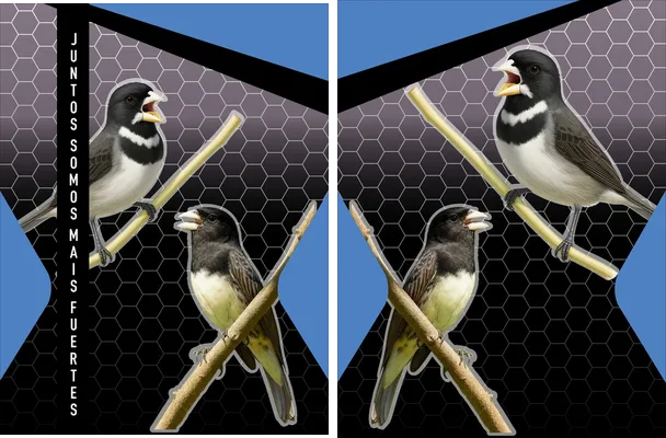jersey sport birds