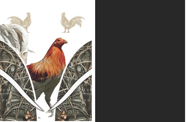 rooster design ii